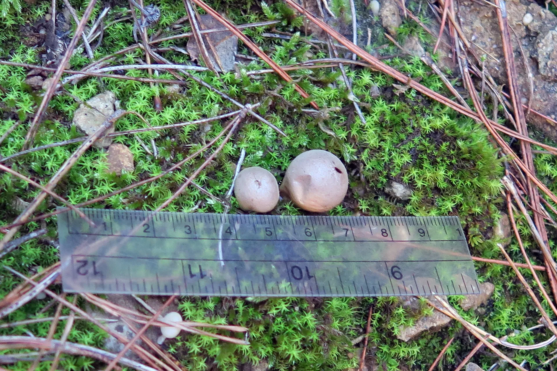 Lycoperdon lividum - 1